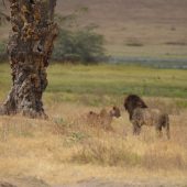  Ngorongoro Crater, TZ